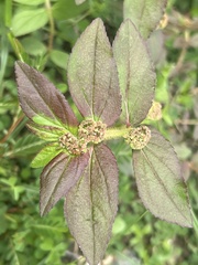 Euphorbia hirta