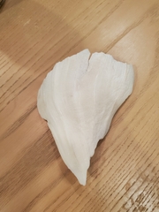 Buccinoidea