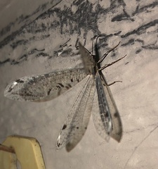 Dendroleon speciosus