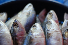 Rastrelliger brachysoma