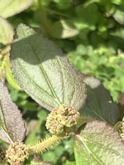 Euphorbia hirta