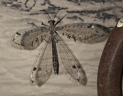 Dendroleon speciosus