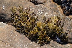 Pelvetiopsis limitata