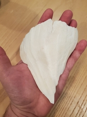 Buccinoidea