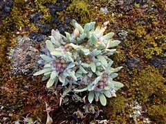 Chthonocephalus pseudevax