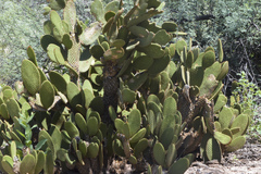 Opuntia microdasys
