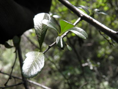 Cotoneaster pannosus