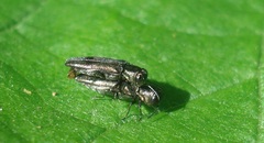 Agrilus derasofasciatus