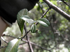Cotoneaster pannosus
