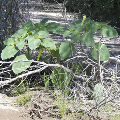 Datura discolor