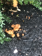 Agaricales