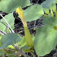 Datura discolor