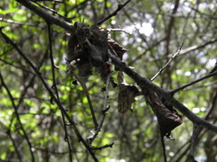 Cotoneaster pannosus