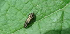 Agrilus derasofasciatus