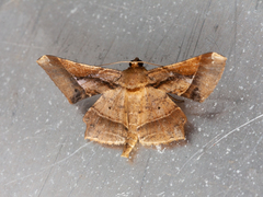 Krananda latimarginaria