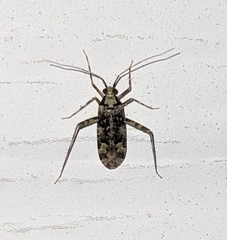 Phytocoris tiliae