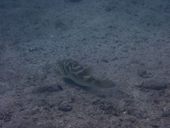 Sphoeroides annulatus