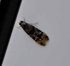 Stenoptinea cyaneimarmorella