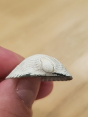 Noetia ponderosa