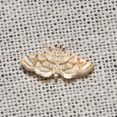 Elophila scitalis