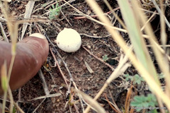 Fungi