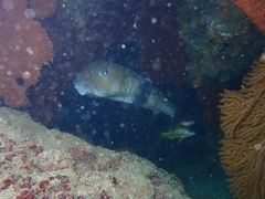 Diodon hystrix