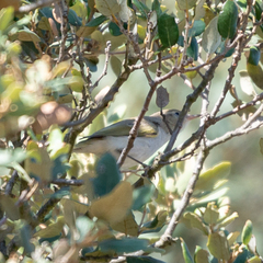 Phylloscopus bonelli