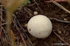 Fungi