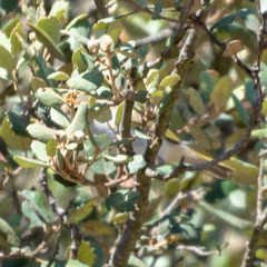 Phylloscopus bonelli