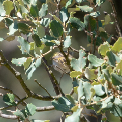 Phylloscopus bonelli