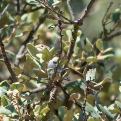 Phylloscopus bonelli