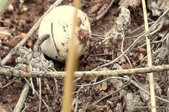 Fungi