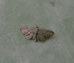 Idaea