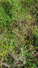 Indigofera stricta