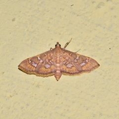 Ischnurges gratiosalis