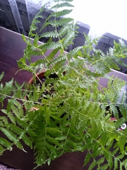 Thelypteris palustris