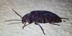 Tenebrionoidea