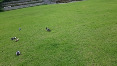 Columba livia domestica