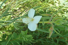 Oenothera nuttallii