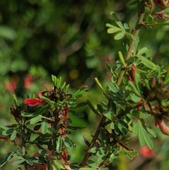 Indigofera stricta