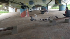 Columba livia domestica