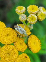 Adelphocoris lineolatus