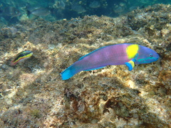 Thalassoma lucasanum