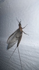 Hexagenia bilineata