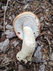 Agaricus julius