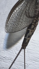 Hexagenia bilineata