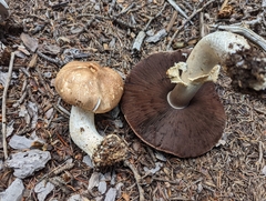 Agaricus julius