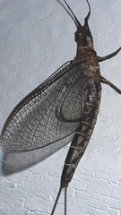 Hexagenia bilineata