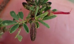 Indigofera stricta