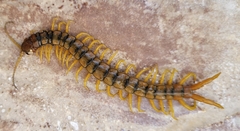 Scolopendra cingulata